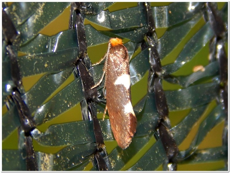 Incurvaria masculella - Incurvariidae